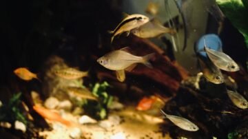Jak wymieniać wodę i czyścić akwarium – proces, którego nie da się uprościć, ale można go uporządkować