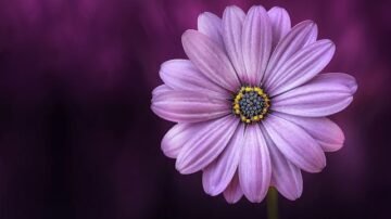 Sasanka zwyczajna – Pulsatilla vulgaris w ogrodzie i poza nim