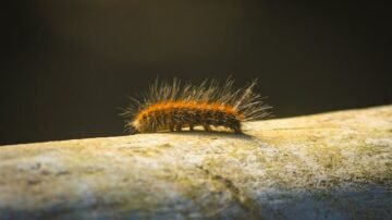 Skoczogonki w doniczce – skąd się biorą białe robaki i jak się ich pozbyć