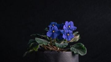 Fiołek alpejski, czyli cyklamen perski – uprawa i podlewanie bez podstawowych błędów