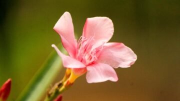 Medinilla wspaniała – Medinilla magnifica w uprawie doniczkowej