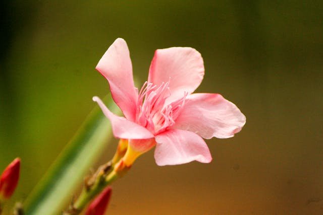 Medinilla wspaniała – Medinilla magnifica w uprawie doniczkowej