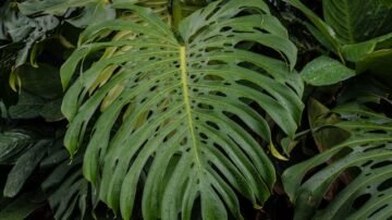 Dlaczego monstera „płacze” i co wtedy zrobić?