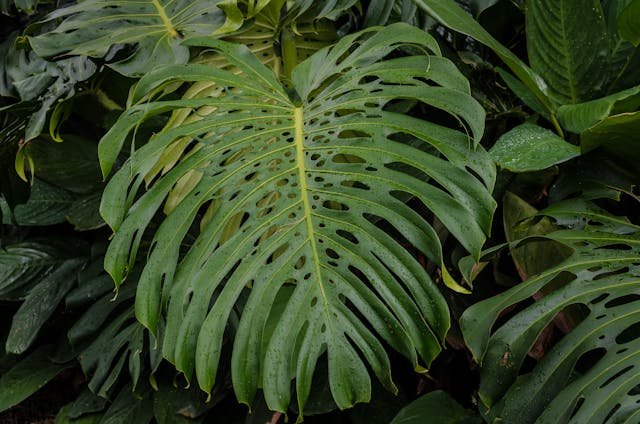 Dlaczego monstera „płacze” i co wtedy zrobić?