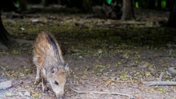 Głębokość przemarzania gruntu – jak głęboko prowadzić fundamenty i instalacje