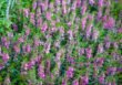 Angelonia – roślina ozdobna na rabaty i do pojemników