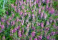 Angelonia – roślina ozdobna na rabaty i do pojemników