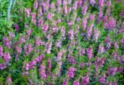 Angelonia – roślina ozdobna na rabaty i do pojemników