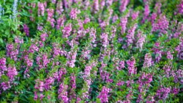 Angelonia – roślina ozdobna na rabaty i do pojemników