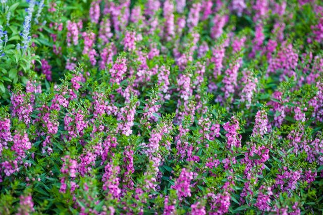 Angelonia – roślina ozdobna na rabaty i do pojemników