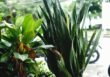 Reo meksykańskie – Rhoeo spathacea, czyli Tradescantia spathacea