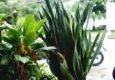 Reo meksykańskie – Rhoeo spathacea, czyli Tradescantia spathacea