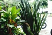 Reo meksykańskie – Rhoeo spathacea, czyli Tradescantia spathacea