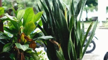 Reo meksykańskie – Rhoeo spathacea, czyli Tradescantia spathacea