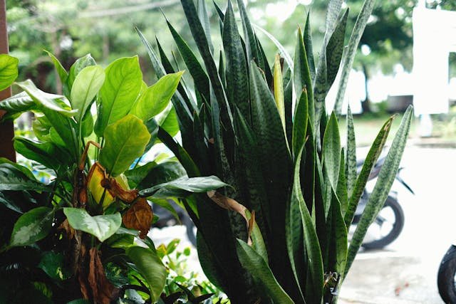 Reo meksykańskie – Rhoeo spathacea, czyli Tradescantia spathacea