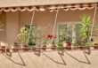 Krzewy na balkon słoneczny – te gatunki rosną wyjątkowo bujnie