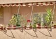 Krzewy na balkon słoneczny – te gatunki rosną wyjątkowo bujnie