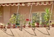 Krzewy na balkon słoneczny – te gatunki rosną wyjątkowo bujnie