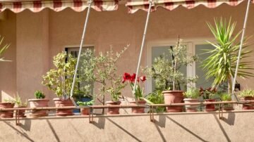 Krzewy na balkon słoneczny – te gatunki rosną wyjątkowo bujnie