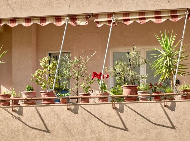 Krzewy na balkon słoneczny – te gatunki rosną wyjątkowo bujnie