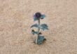 Mikołajek nadmorski – Eryngium maritimum na wydmach i w ogrodzie