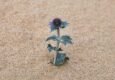 Mikołajek nadmorski – Eryngium maritimum na wydmach i w ogrodzie