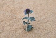 Mikołajek nadmorski – Eryngium maritimum na wydmach i w ogrodzie
