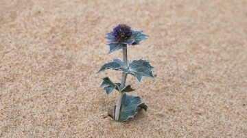 Mikołajek nadmorski – Eryngium maritimum na wydmach i w ogrodzie