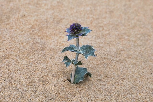 Mikołajek nadmorski – Eryngium maritimum na wydmach i w ogrodzie