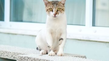 Parapet marmurowy – jaki kolor wybrać i czym wyróżnia się marmur?