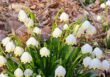 Śniedek baldaszkowaty – Ornithogalum umbellatum w ogrodzie