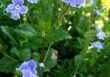Ubiorek wiecznie zielony – Iberis sempervirens. Uprawa, pielęgnacja i zastosowanie