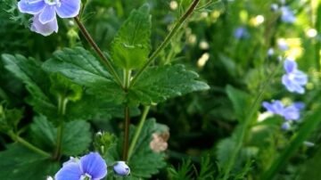Ubiorek wiecznie zielony – Iberis sempervirens. Uprawa, pielęgnacja i zastosowanie