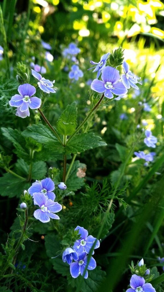 Ubiorek wiecznie zielony – Iberis sempervirens. Uprawa, pielęgnacja i zastosowanie